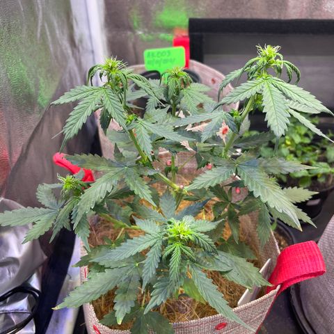 MG001 growlog timeline photo