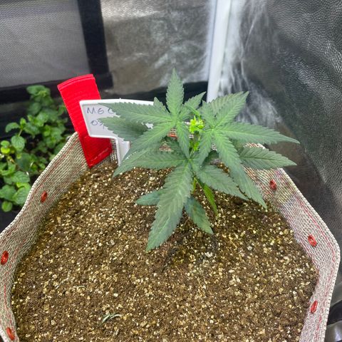 MG004 growlog timeline photo