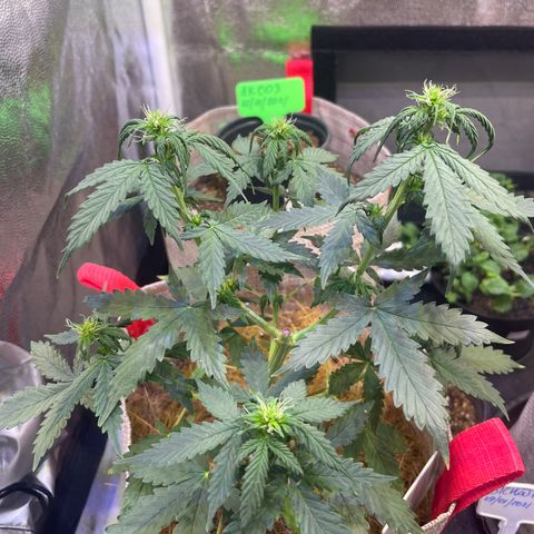 MG001 growlog timeline photo