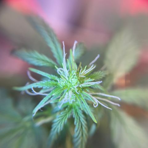MG001 growlog timeline photo