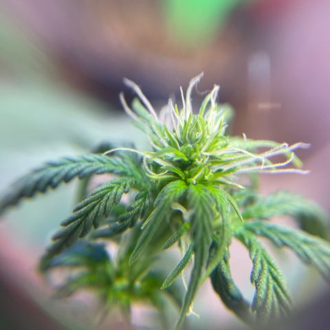 MG001 growlog timeline photo