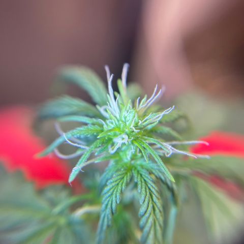 MG001 growlog timeline photo