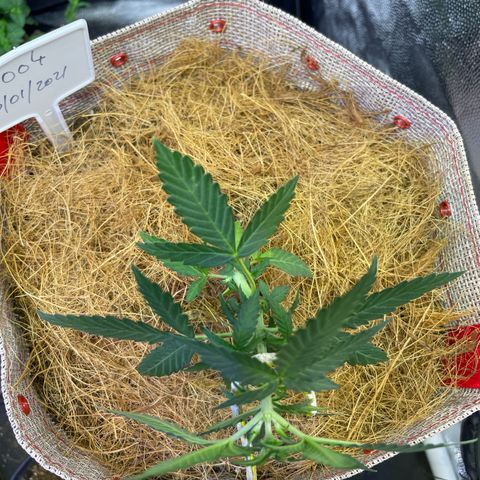 MG004 growlog timeline photo