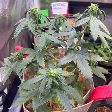 MG001 growlog timeline photo