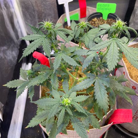MG001 growlog timeline photo