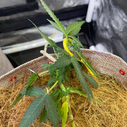 MG004 growlog timeline photo