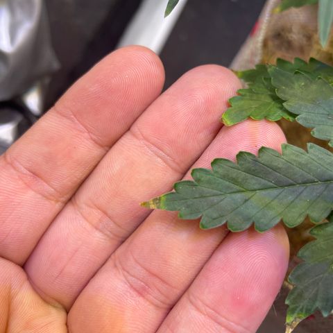 MG001 growlog timeline photo