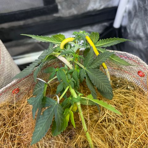MG004 growlog timeline photo