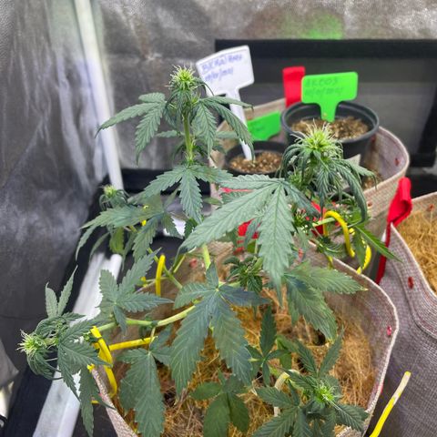 MG001 growlog timeline photo