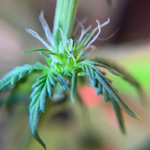 MG001 growlog timeline photo