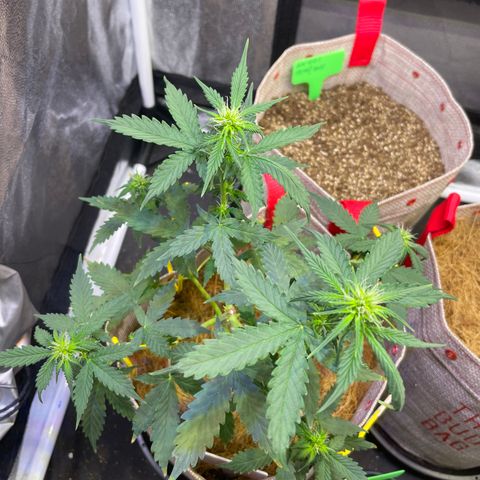 MG001 growlog timeline photo