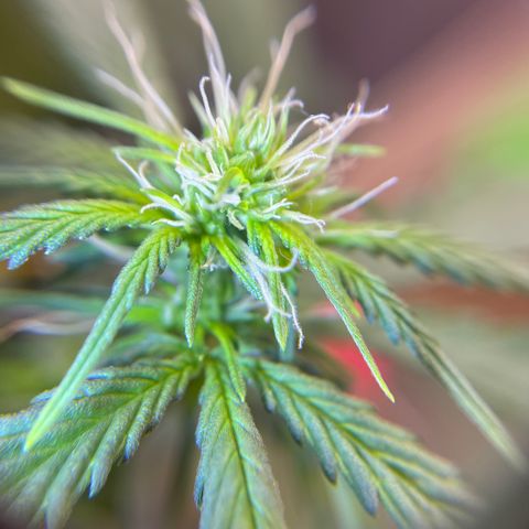 MG001 growlog timeline photo