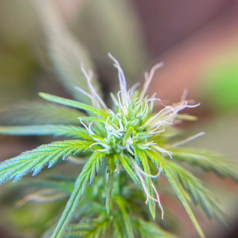 MG001 growlog timeline photo