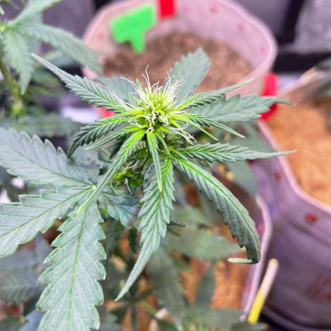 MG001 growlog timeline photo