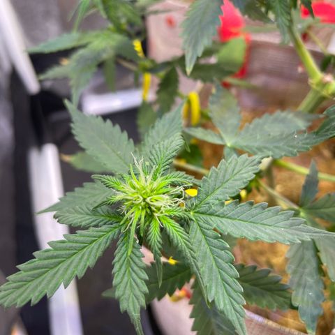 MG001 growlog timeline photo