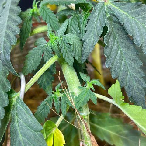 MG004 growlog timeline photo