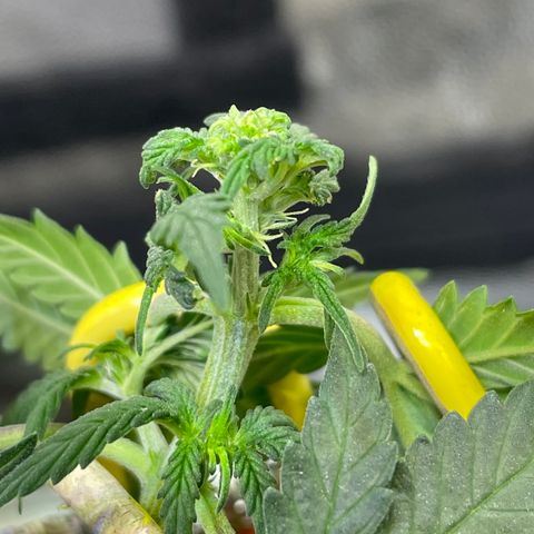 MG004 growlog timeline photo