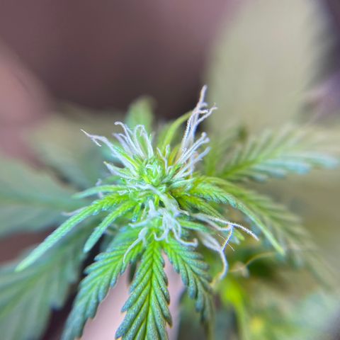 MG001 growlog timeline photo