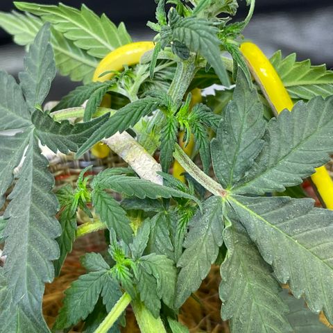 MG004 growlog timeline photo