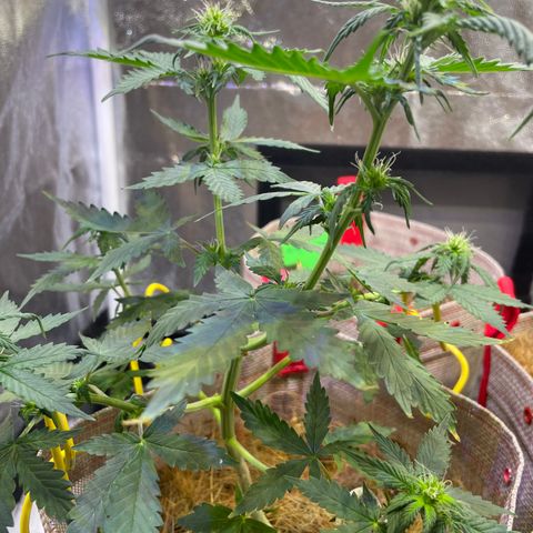 MG001 growlog timeline photo