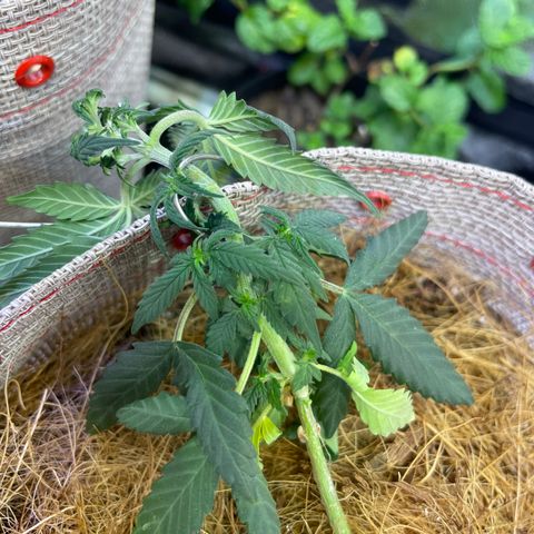 MG004 growlog timeline photo