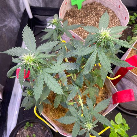 MG001 growlog timeline photo