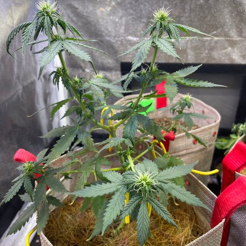 MG001 growlog timeline photo
