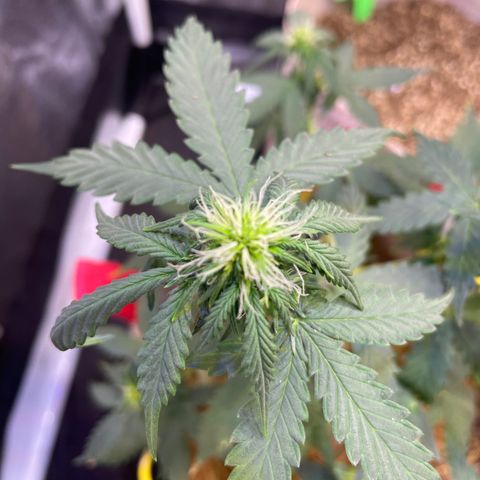 MG001 growlog timeline photo