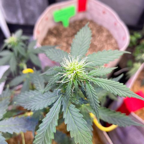 MG001 growlog timeline photo