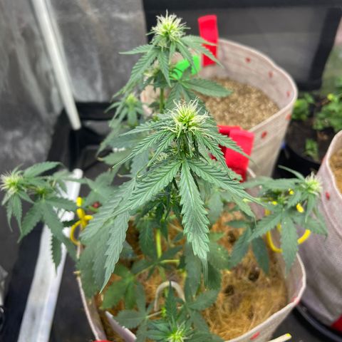 MG001 growlog timeline photo