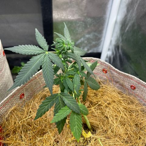 MG004 growlog timeline photo