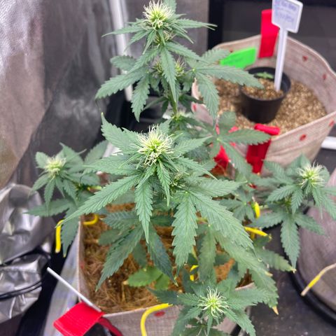 MG001 growlog timeline photo