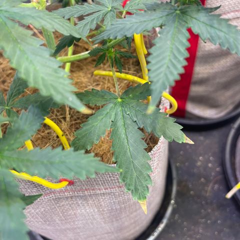 MG001 growlog timeline photo