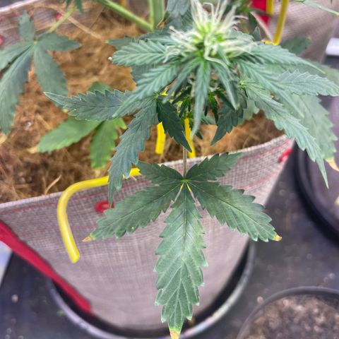 MG001 growlog timeline photo