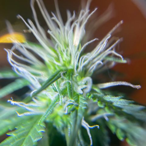 MG001 growlog timeline photo