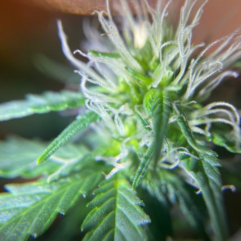 MG001 growlog timeline photo