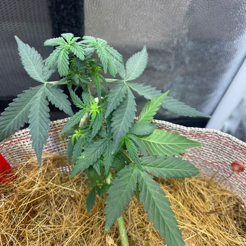 MG004 growlog timeline photo