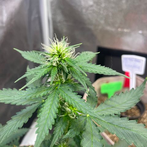 MG001 growlog timeline photo