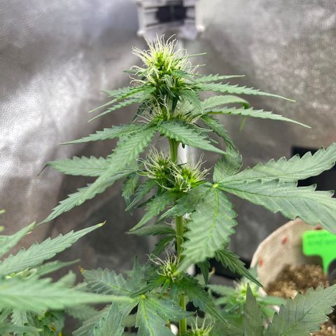 MG001 growlog timeline photo