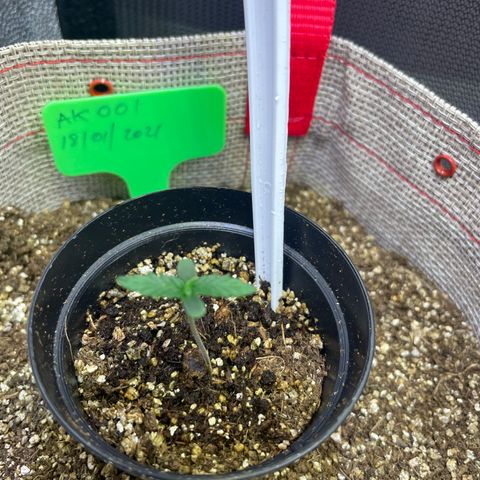 BHK001 growlog timeline photo