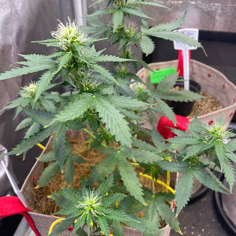 MG001 growlog timeline photo