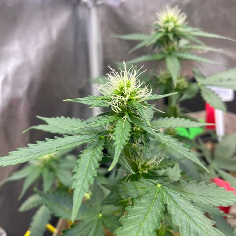 MG001 growlog timeline photo