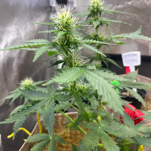 MG001 growlog timeline photo