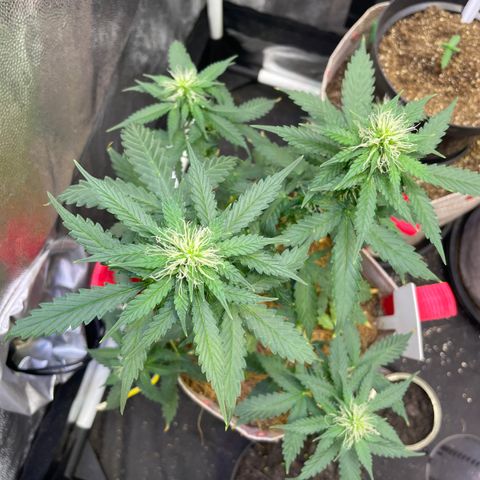 MG001 growlog timeline photo