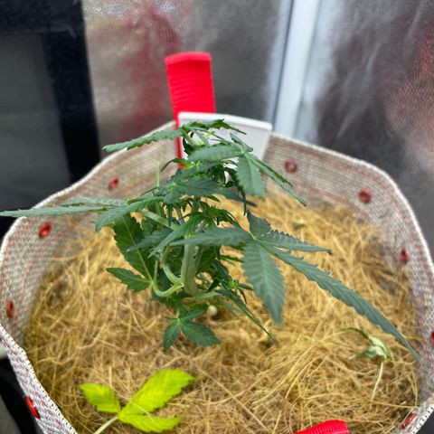 MG004 growlog timeline photo