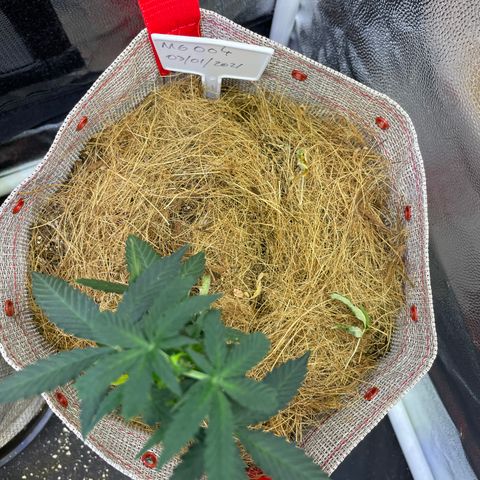 MG004 growlog timeline photo