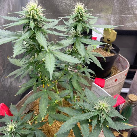 MG001 growlog timeline photo