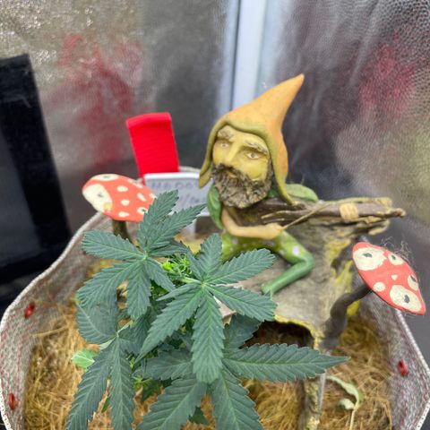MG004 growlog timeline photo