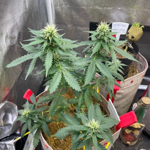 MG001 growlog timeline photo