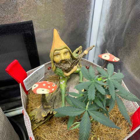 MG004 growlog timeline photo